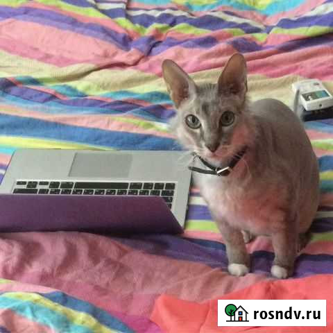 Догситтер Передержка Хабаровск - изображение 1