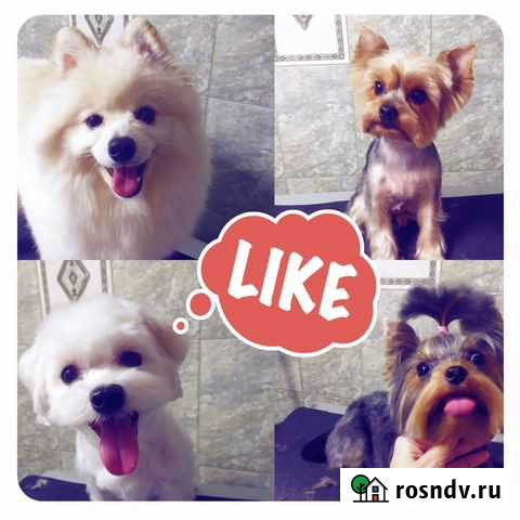 Груминг, стрижка собак мелких пород Пенза - изображение 1