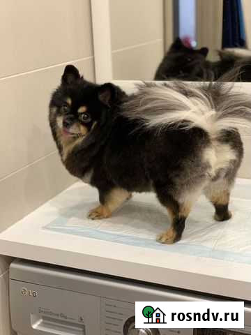 Грумминг (стрижка) собак и кошек Волгоград - изображение 1