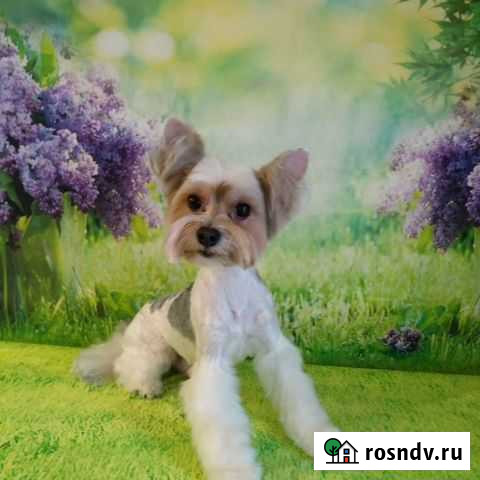 Стрижка собак и кошек Тамбов - изображение 1