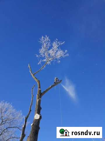 Спиливание деревьев любой сложности Мглин - изображение 1
