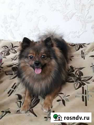 Вязка собак Саранск - изображение 1