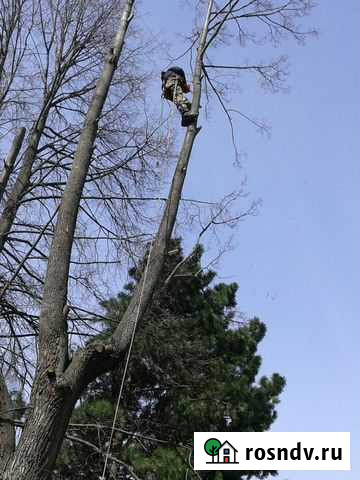 Спил,кронирование и валка деревьев Муром - изображение 1