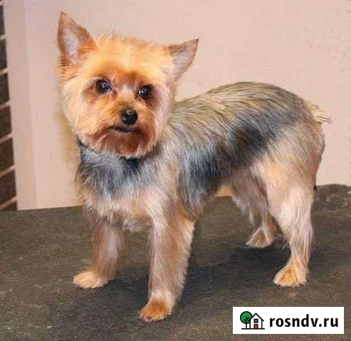 Стрижка (груминг) собак /кошек Ярославль - изображение 1