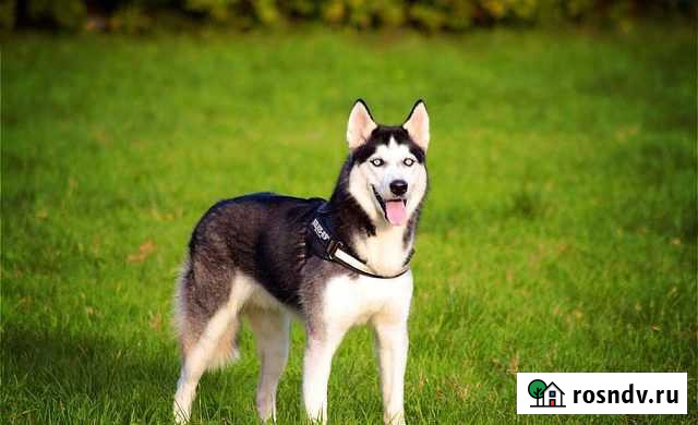 Выгул собак,передержка Екатеринбург - изображение 1