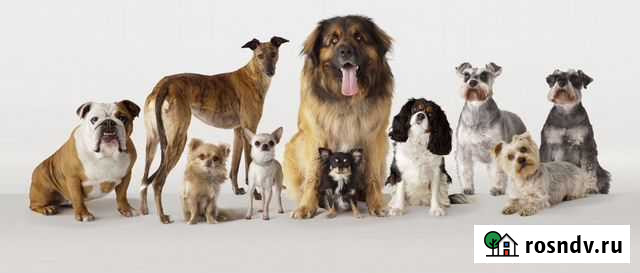 Домашняя передержка собак Новосибирск - изображение 1