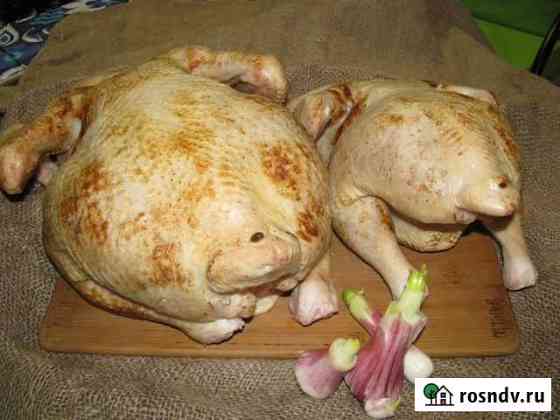 Домашняя кура Кингисепп