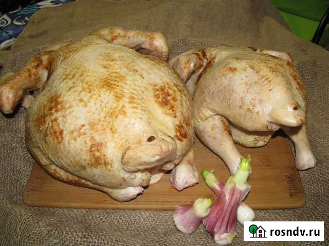 Домашняя кура Кингисепп - изображение 1