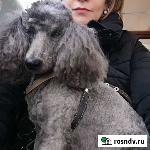 Вязка пуделя Оренбург - изображение 1