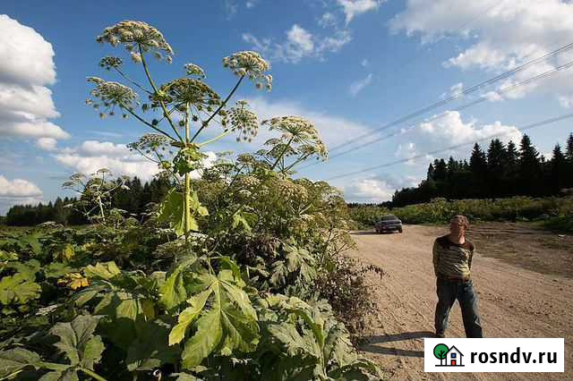 Удаление борщевика, сорняков Пермь - изображение 1