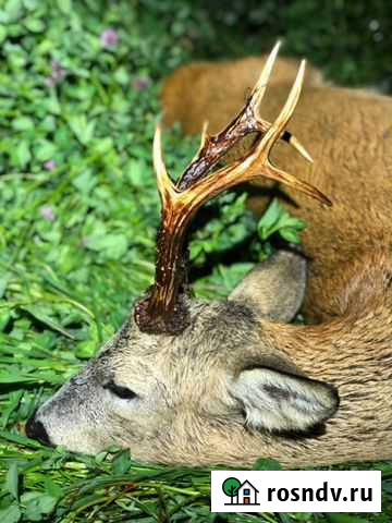 Охота на лося, Кабана, косулю Миасс - изображение 1