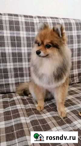 Стрижка собак Тамбов - изображение 1