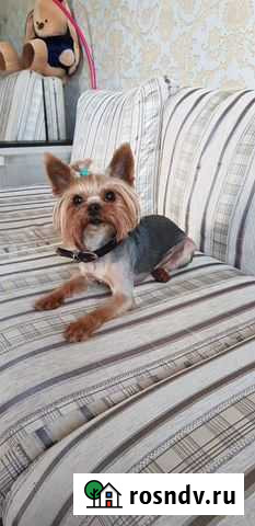 Вязка Йорк Ростов-на-Дону - изображение 1