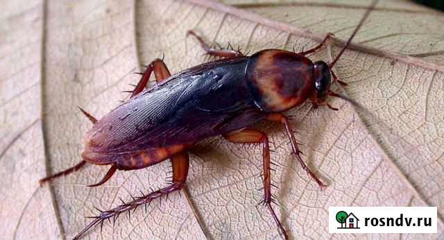 Уничтожение, клопов, мышей, муравьев, клещей Новокузнецк - изображение 1