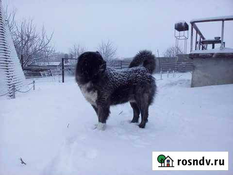 Гостиница для собак, зоотакси, зоогостиница Белгород - изображение 1