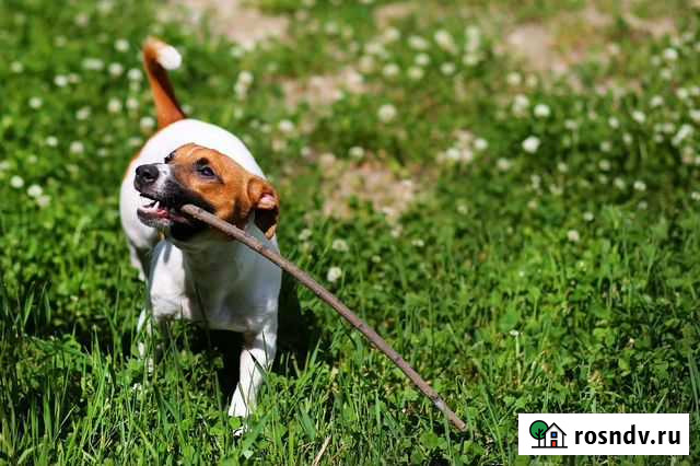 Вязка Джек Рассел Терьер Бийск - изображение 1