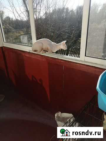 Канадский сфинкс вязка Новоалтайск - изображение 1