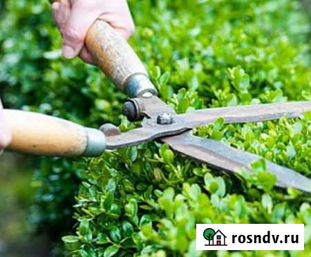 Живая изгородь, стрижка Озерск - изображение 1