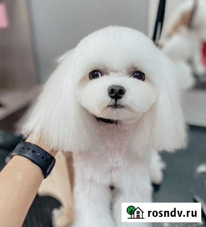 Груминг. Стрижка кошек и собак Сочи - изображение 1