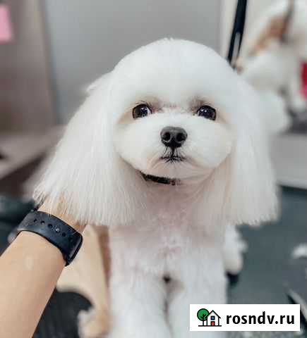 Груминг. Стрижка кошек и собак Сочи - изображение 1