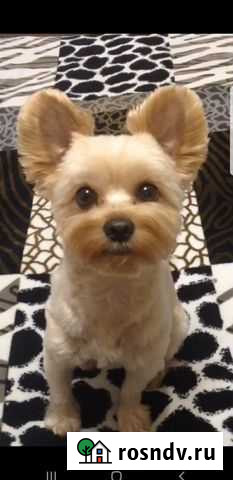 Вязка Белгород - изображение 1