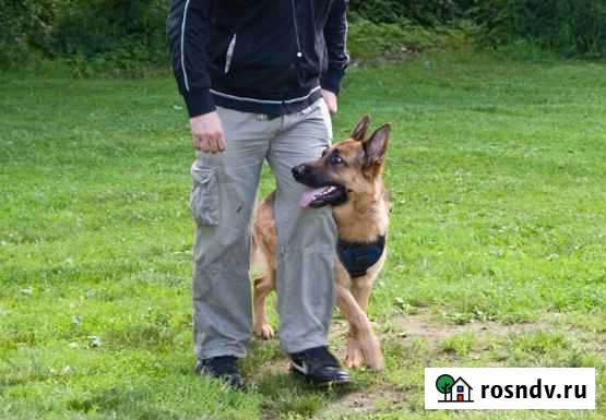 Дрессировка собак Ростов-на-Дону - изображение 1