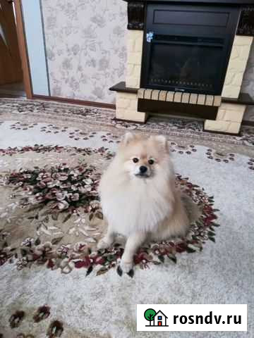 Вязка немецкий шпиц Искитим - изображение 1