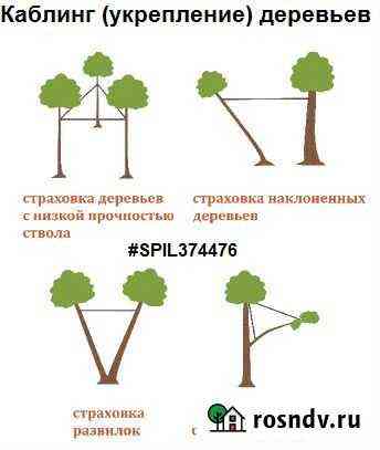 Укрепление деревьев, каблинг опрыскивание, лечение Кохма