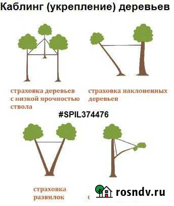 Укрепление деревьев, каблинг опрыскивание, лечение Кохма - изображение 1