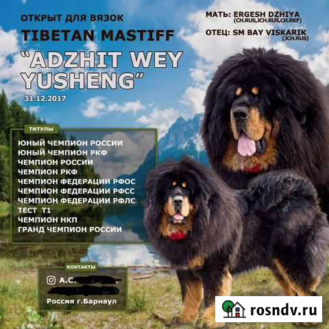 Вязка Тибетский Мастиф Барнаул - изображение 1