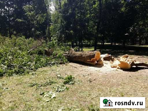 Повал деревьев Рощино - изображение 1