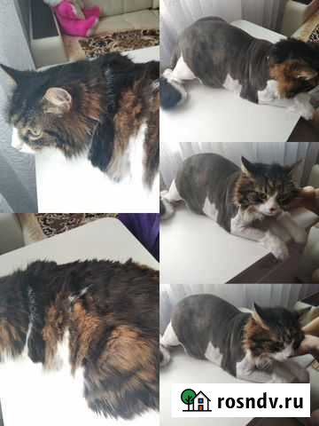 Стрижка собак и кошек Новомосковск - изображение 1