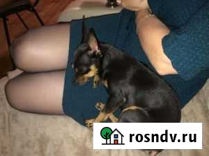 Той-терьер Томск - изображение 1