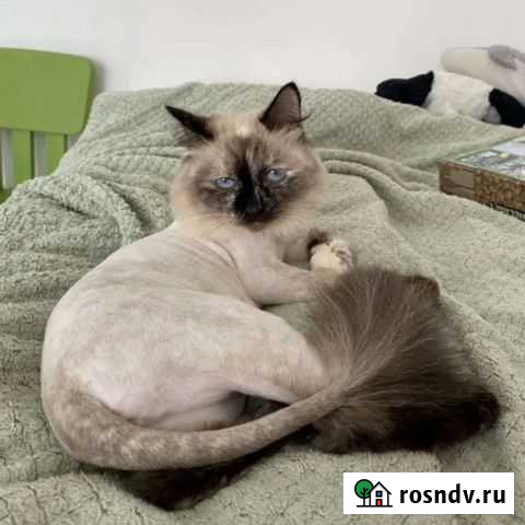 Груминг/стрижка котов и кошек (Заречный р-н) Тюмень - изображение 1