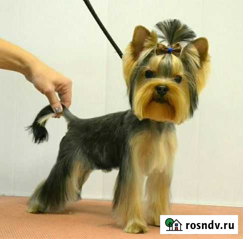 Стрижка животных Волгоград - изображение 1