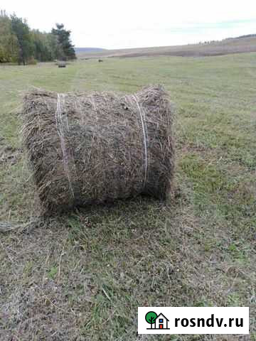 Сено Оек - изображение 1