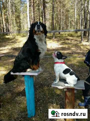 Профессиональный кинолог. Выезд в любой район. Дре Иркутск - изображение 1