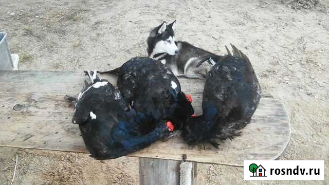 Охота и рыбалка в Карелии Медвежьегорск - изображение 1