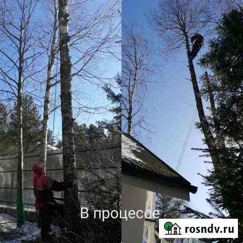 Валка опасных деревьев Выборг