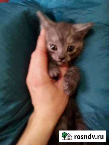 Передержка кошек и котят Уфа - изображение 1