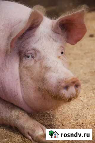 Услуги по Забой скота крс Приволжск - изображение 1