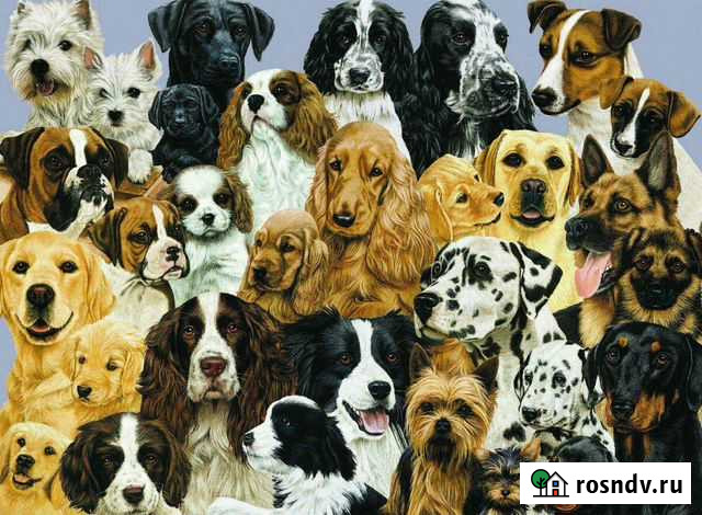 Выгул собак.Dogsitor Ульяновск - изображение 1