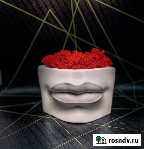 Излелия из стабилизированного мха Комсомольск-на-Амуре - изображение 1