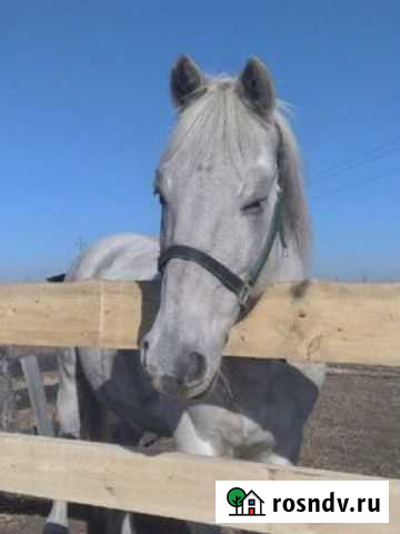 Аренда лошади Оек - изображение 1