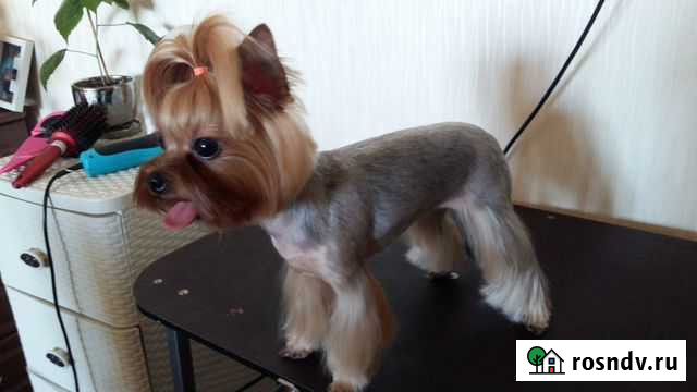 Стрижка, тримминг животных Североморск - изображение 1