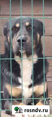 Алабай вязка Майский - изображение 1