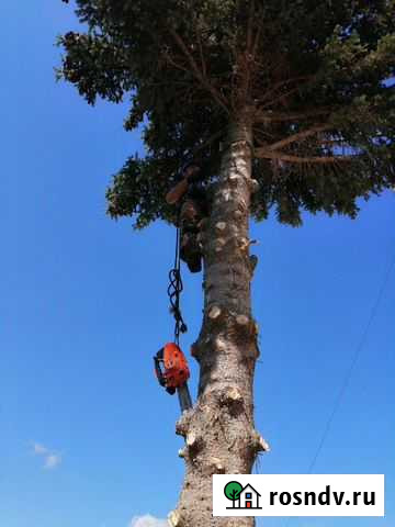 Спил деревьев Змеиногорск - изображение 1