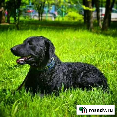 Курчавошерстный ретривер Тюмень - изображение 1