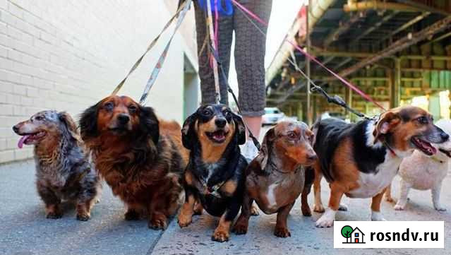 Выгул собак Самара - изображение 1