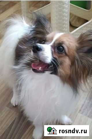 Передержка, выгул Вашего питомца Шарлин Воронеж - изображение 1